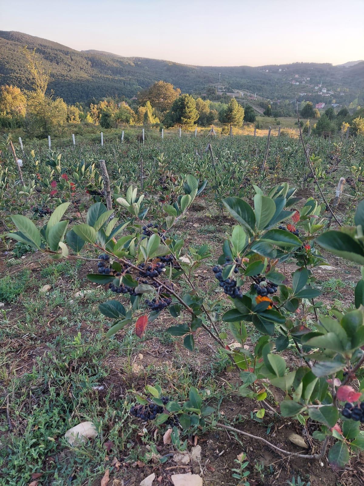 2024 yılı Aronia fiyatları - 17858