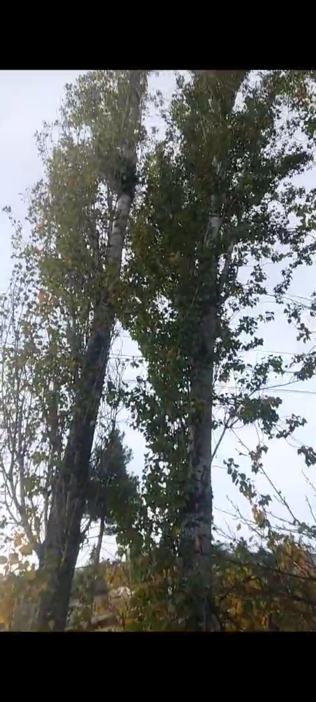 Emrah Akyüz Satılık Kavak ağacı - 30.10.2023