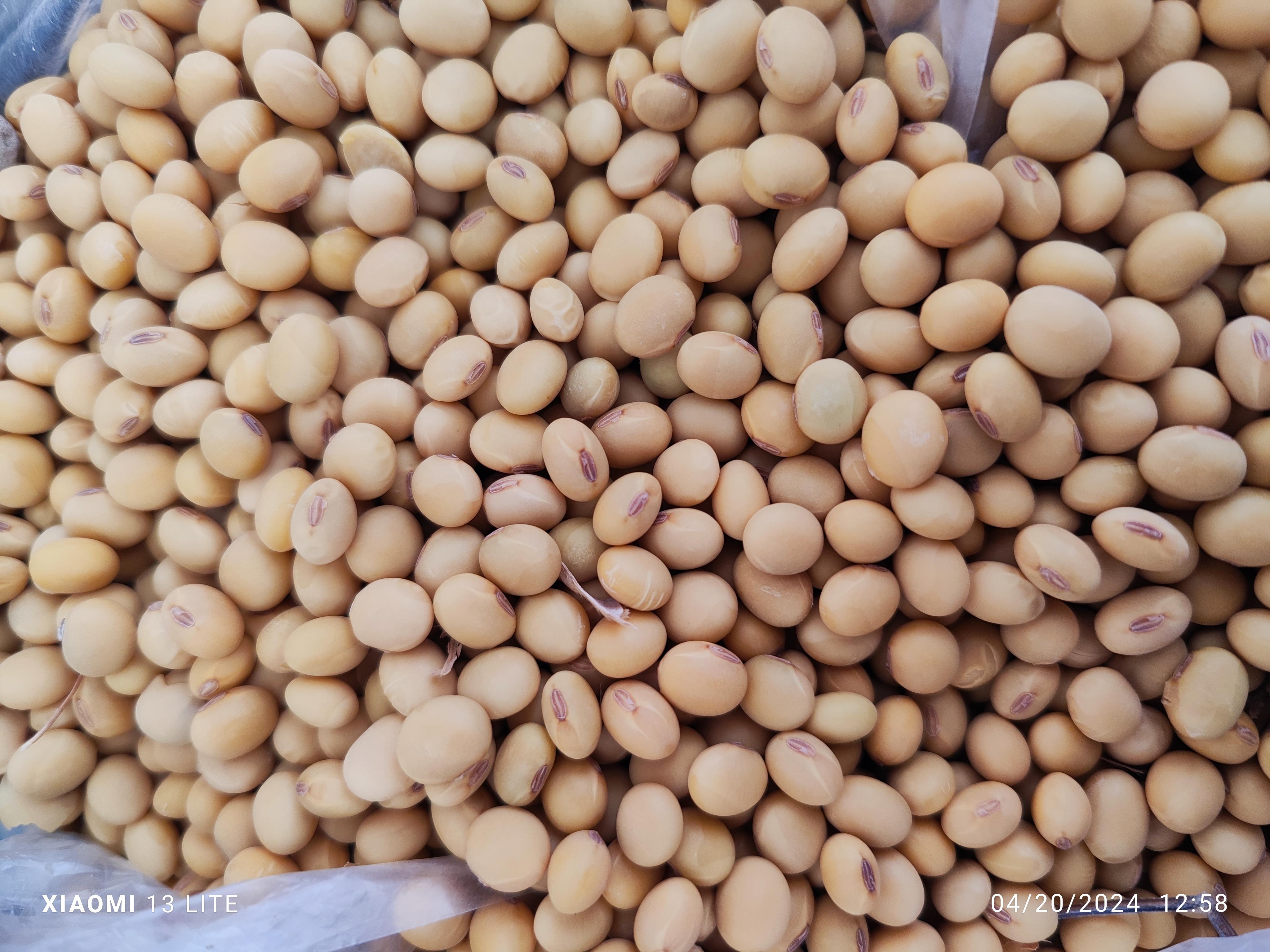 Soya  fasulyesi tohumu - Khalil Torkani tarafından verilen soya  fasulyesi tohumu alım ilanını ve diğer soya  fasulyesi tohumu alım ilanlarını tarimziraat.com adresinde bulabilirsiniz