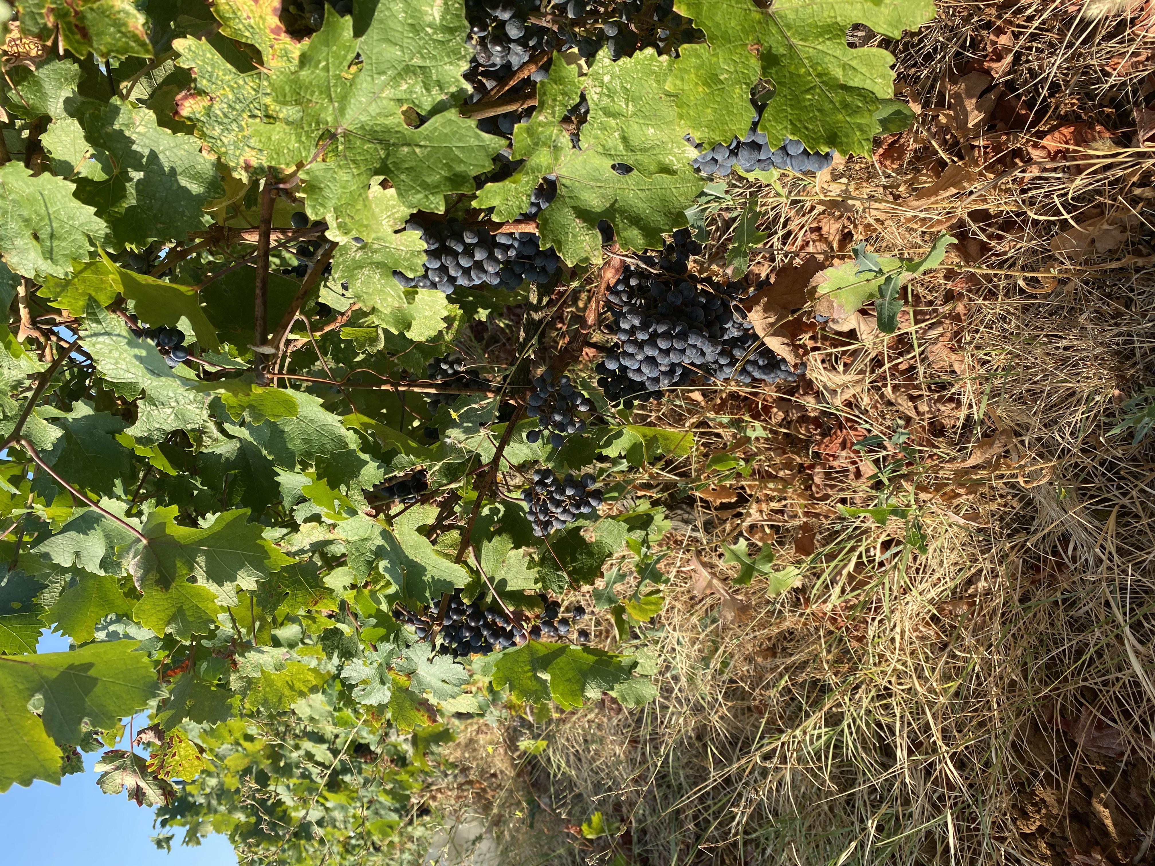 Üzüm - Akgül Öztürk tarafından verilen satılık cabernet sauvignon çeşidi üzüm  ilanını ve diğer satılık üzüm ilanlarını tarimziraat.com adresinde bulabilirsiniz