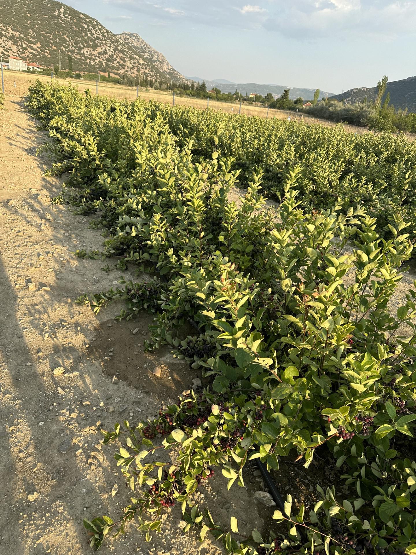 Burdur Çeltikçi Satılık Aronia