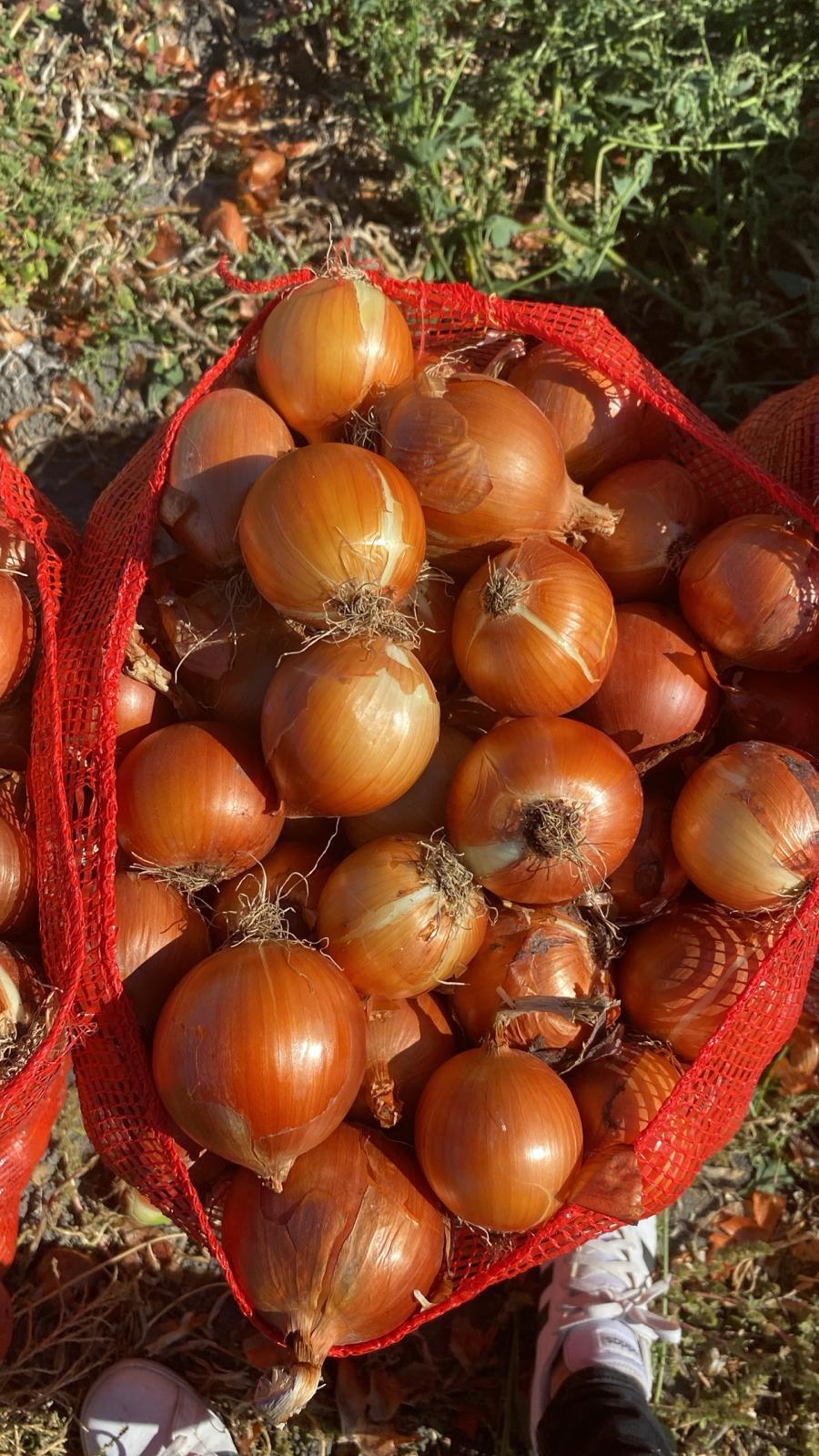 Eskişehir Beylikova Satılık Soğan (Kuru)