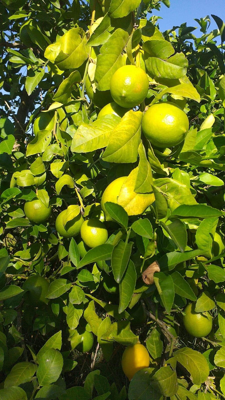 Limon - Ezgi Pire tarafından verilen satılık meyer çeşidi limon  ilanını ve diğer satılık limon ilanlarını tarimziraat.com adresinde bulabilirsiniz