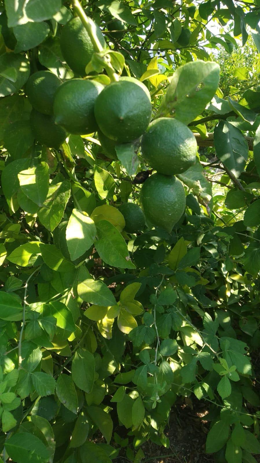 Adana Ceyhan Satılık Limon