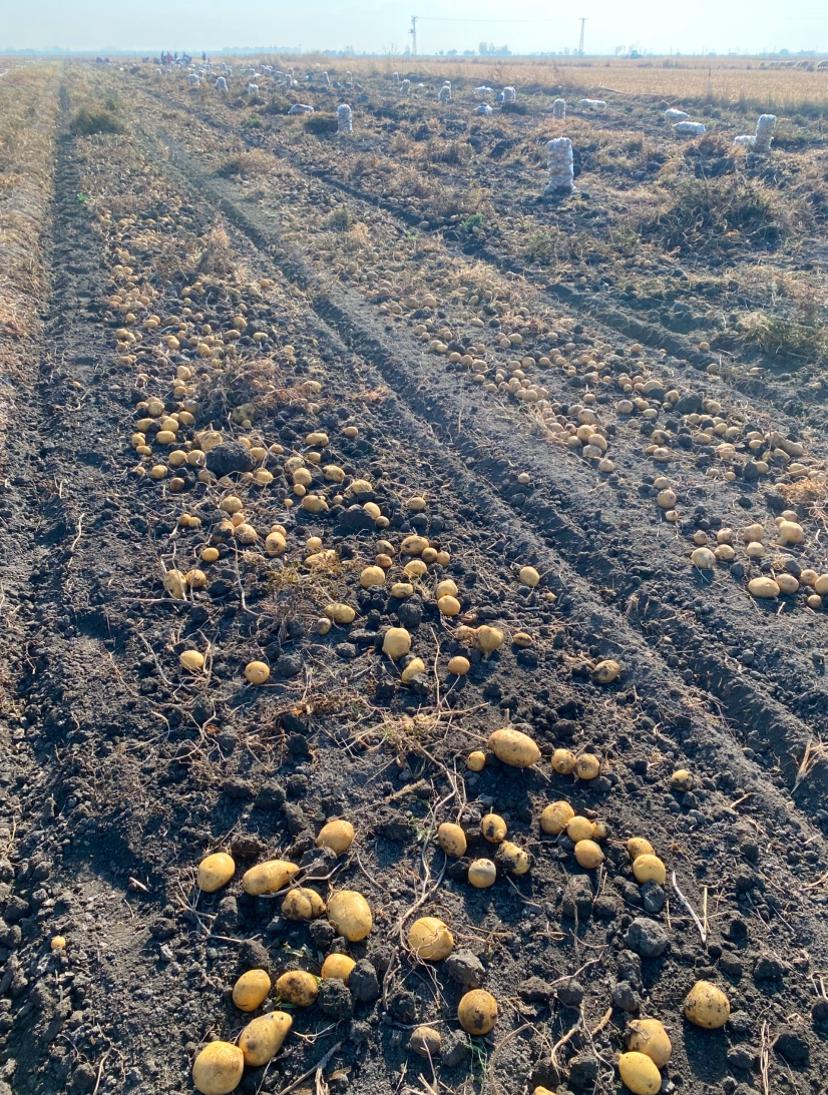 Konya Ereğli Satılık Patates