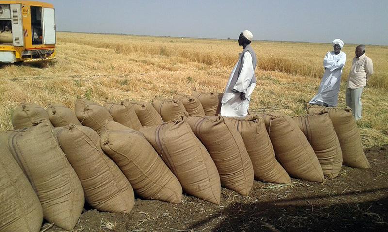 Sudan Hartum Satılık Susam