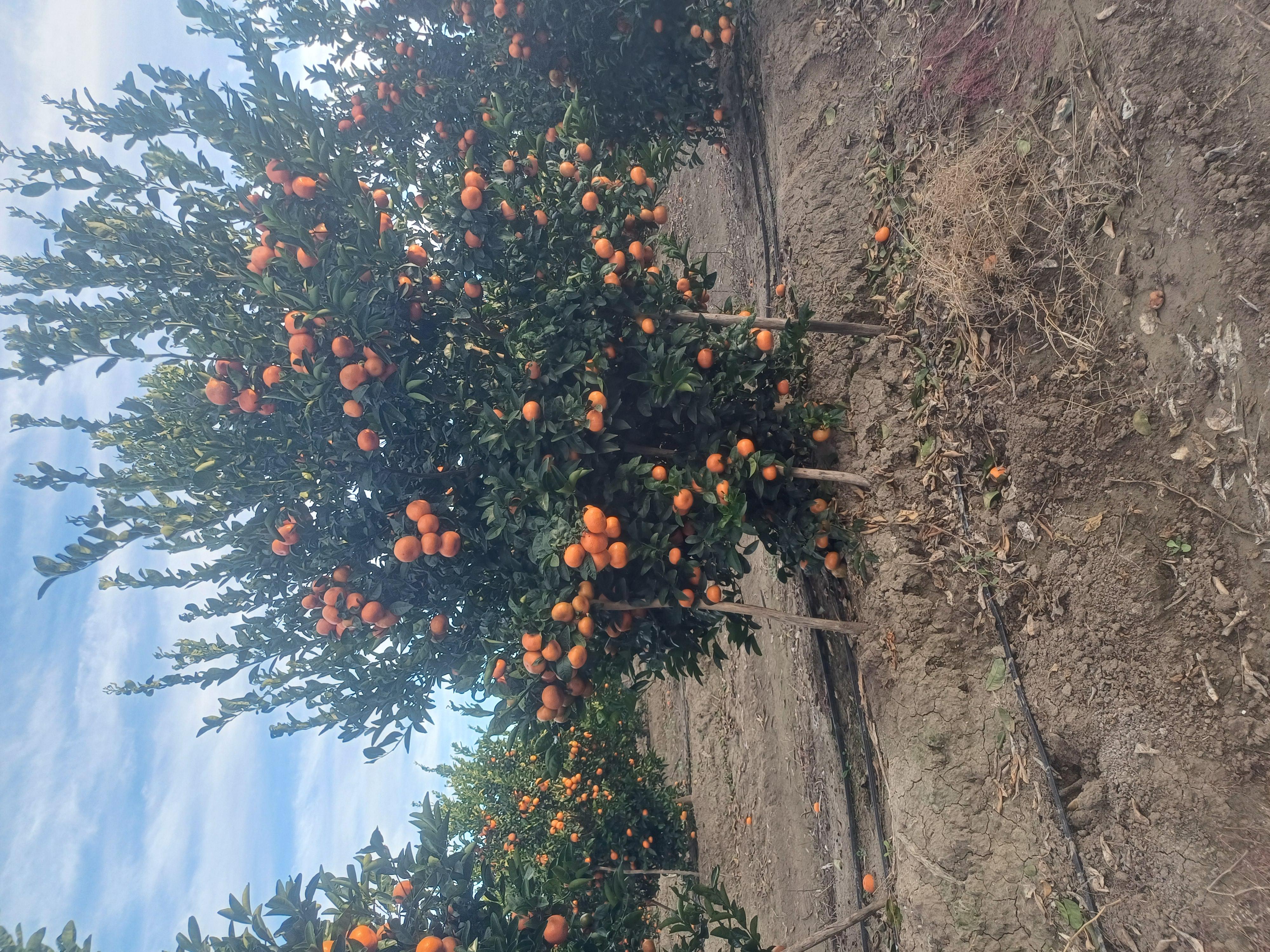 Adana Karataş Satılık Mandalina