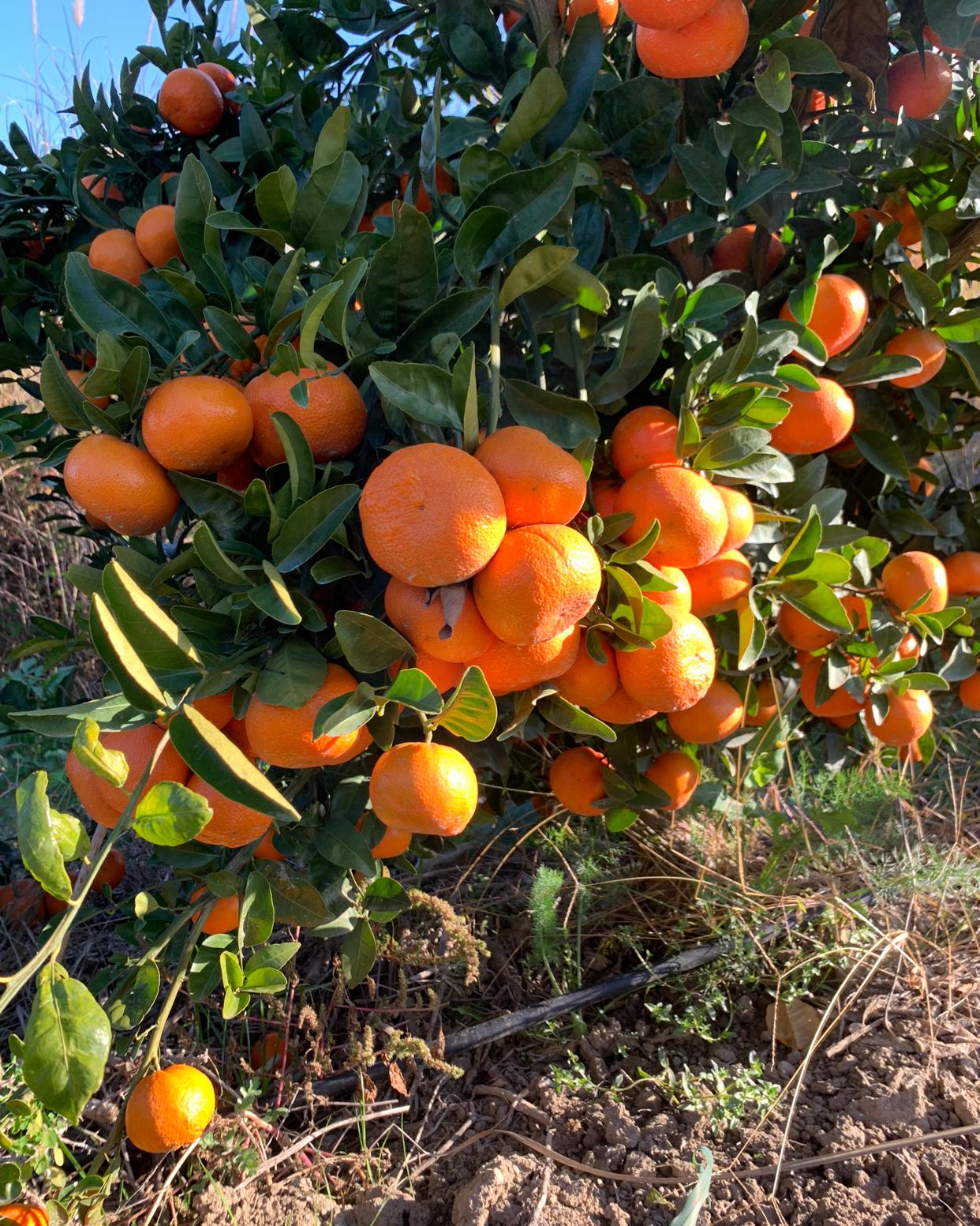 Hatay Erzin Satılık Mandalina