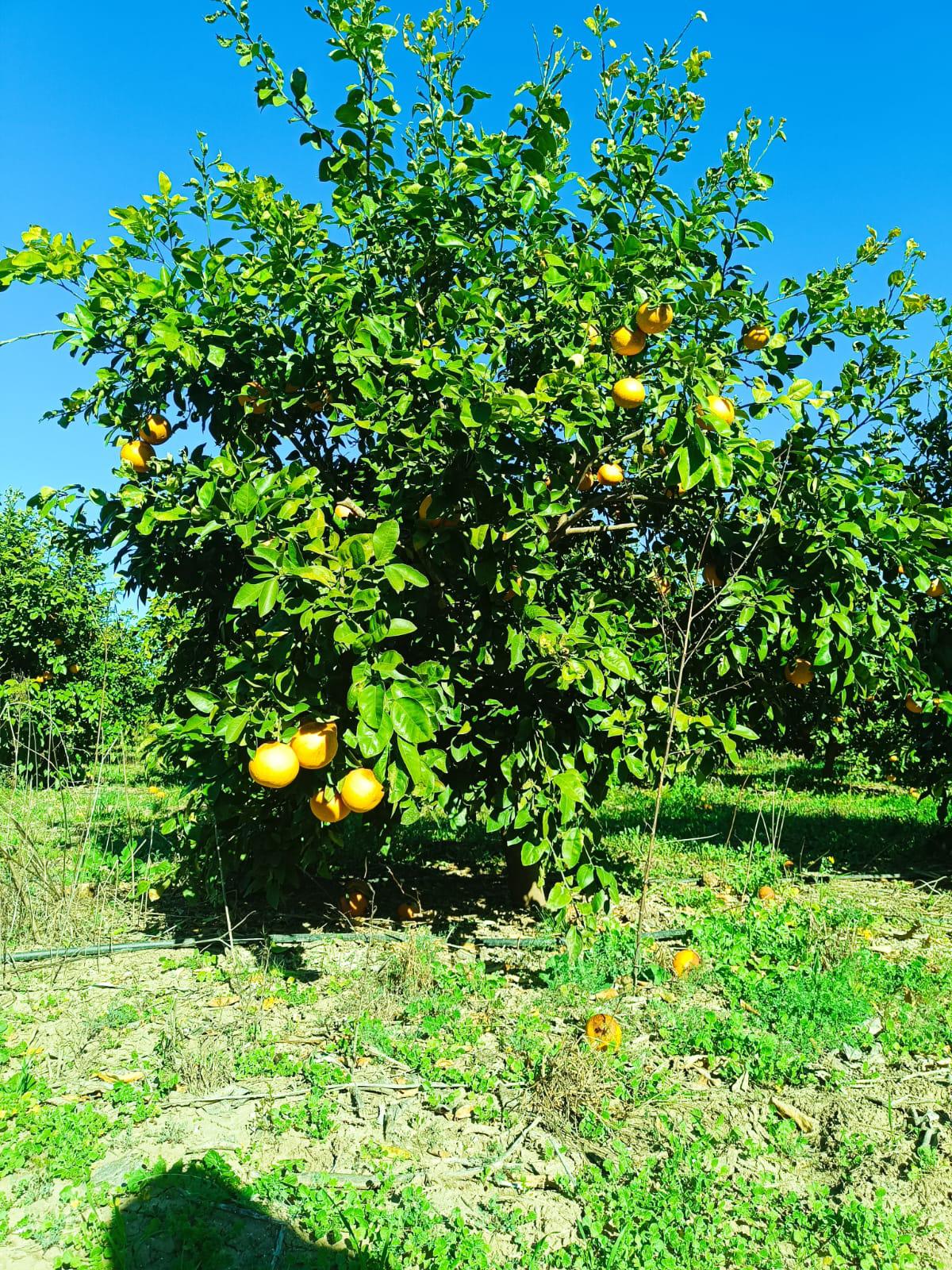 Adana Kozan Satılık Altıntop Greyfurt