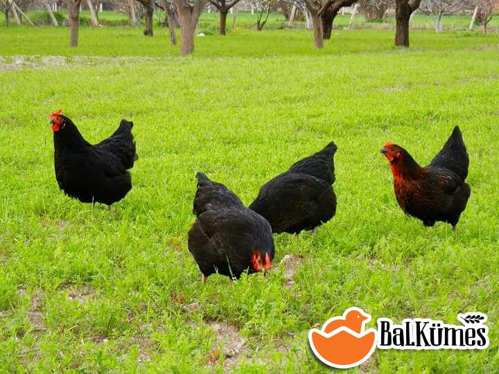 Tavuk Üretici Beytullah Duman 1 tl fiyat ile 200 adet tavuk satmak