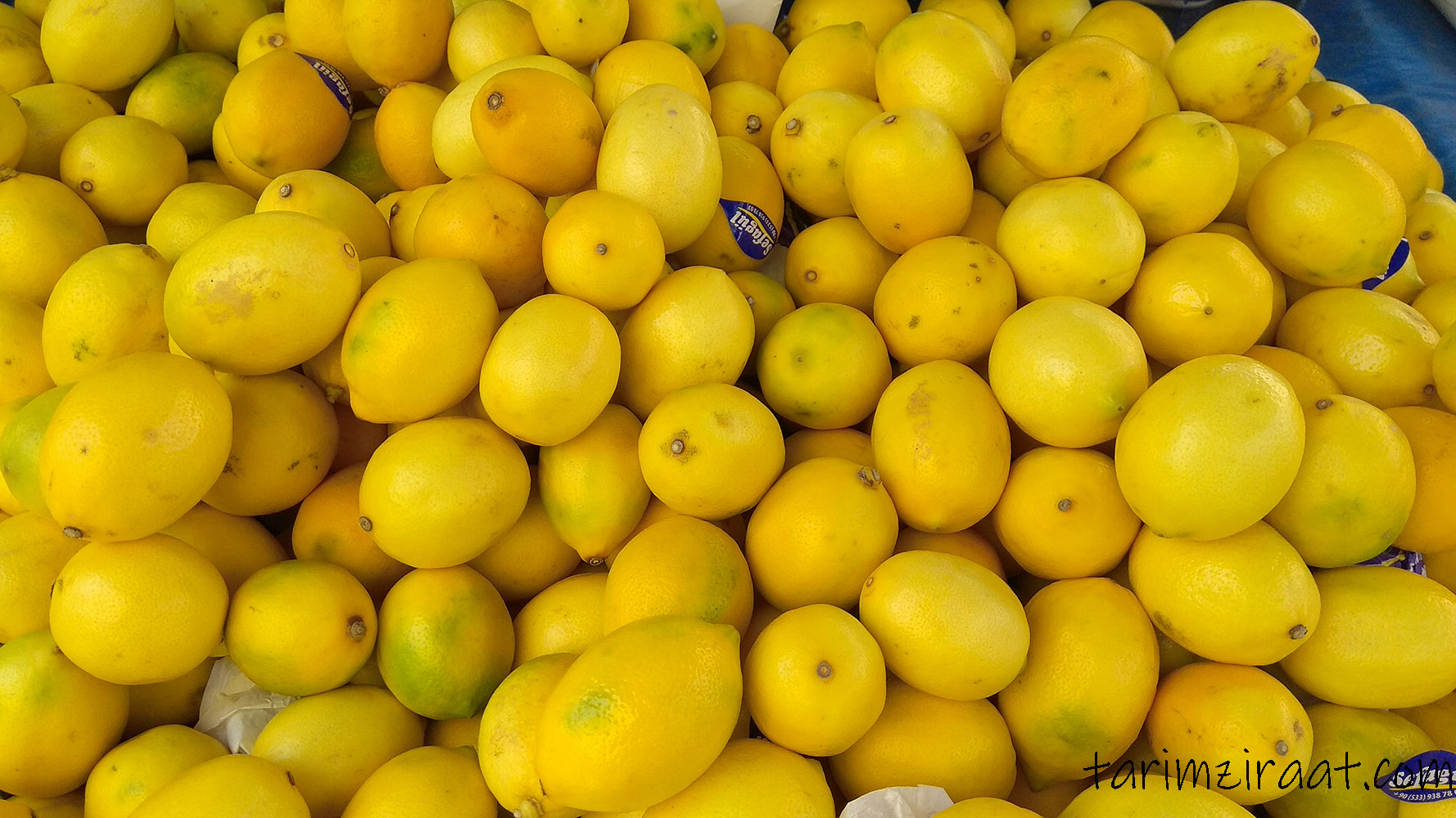 Limon fiyatları,Limon piyasası, Limon resmi