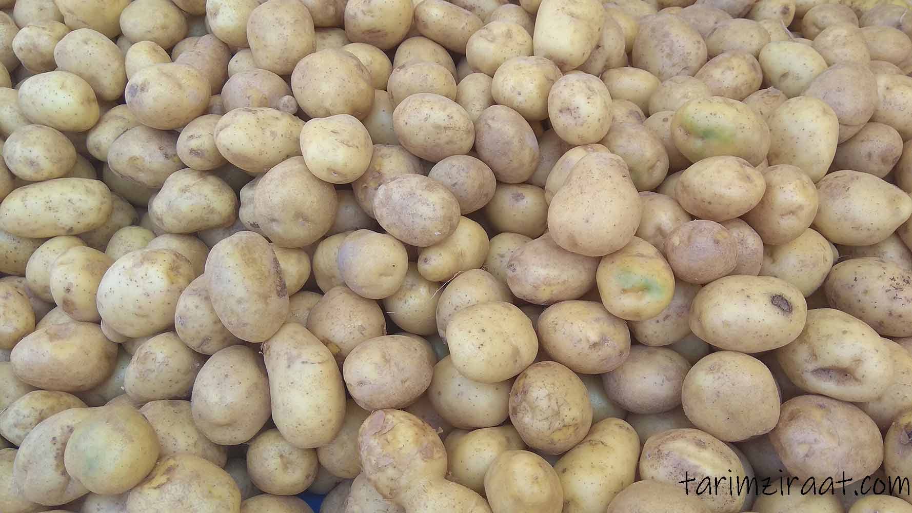 Patates fiyatları,Patates piyasası, Patates resmi